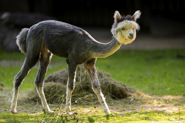 Alpaca (Lama pacos) standing on the ground, captive, Zoo Augsburg, Bavaria, Germany