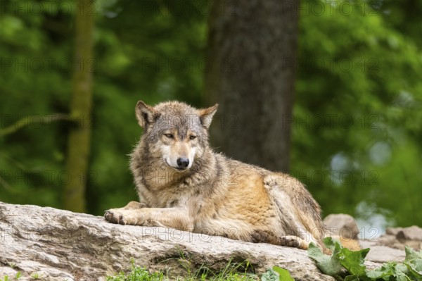 Eastern wolf (Canis lupus lycaon) lying on a little hill, Bavaria, Germany