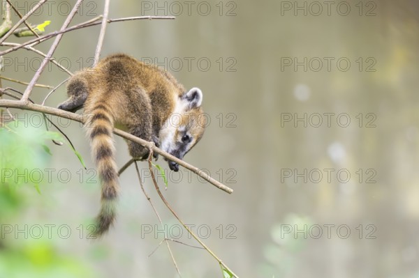 South American coati (Nasua nasua) youngster klimbing a little tree, captive, Zoo Augsburg