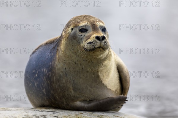 Harbour seal (Phoca vitulina) lying on a stone in the water, Mammals (Mammalia), Gravnesodden, Spitsbergen, Svalbard