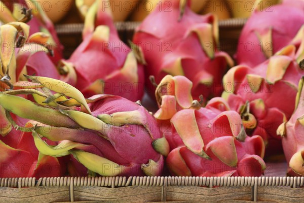 Close up of exotic Dragonfruit fruits for sale at market