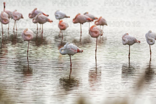 Pink flamingos (Phoenicopterus roseus), standing on one leg, sleeping, Pont de Gau bird park, Camargue, France