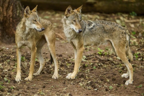 Wolf (Canis lupus), two wolves standing next to each other on a forest floor and looking attentively, Germany