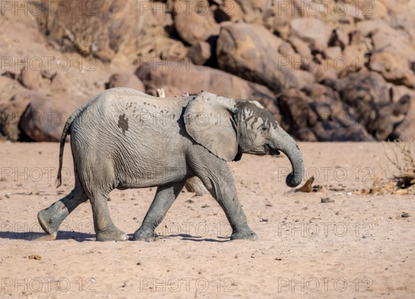 Juvenile African elephant (Loxodonta africana), desert elephant, near the Ugab River, Damaraland, Kunene region, Namibia