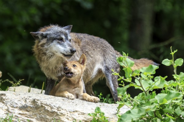 A wolf shows affection to its pup on a rock, Timberwolf, wolf, American wolf, (Canis lupus lycaon), pup, Germany