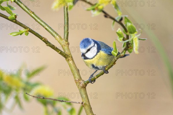 Blue tit (Parus caeruleus) Germany