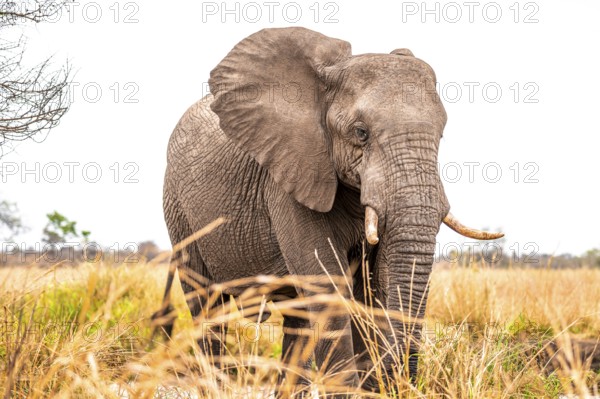 African elephant (Loxodonta africana), adult, animal portrait, Kruger National Park, South Africa