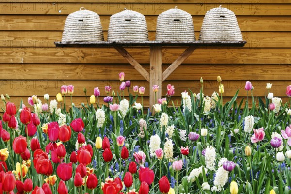Different coloured tulips (Tulipa), colourful tulip bed, beehives, Keukenhof gardens, Lisse, Bollenstreek, South Holland, Netherlands