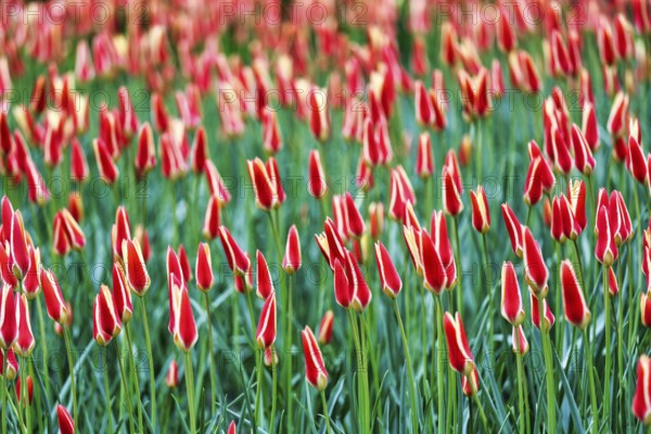 Tulipa polychroma (Tulipa), colourful tulip bed, Keukenhof gardens, Lisse, Bollenstreek, South Holland, Netherlands
