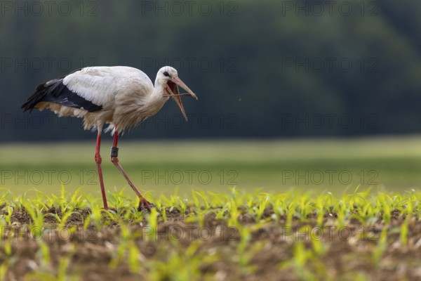 White stork (Ciconia ciconia), eating earthworm, farmland, Göggingen, Sigmaringen district, Baden-Württemberg, Germany