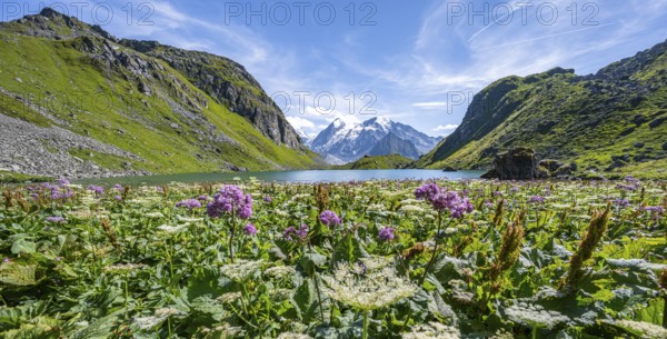 Sea of flowers at a mountain lake with view of mountain peaks, Lac du Louvie with summit Grand Combine, Valais Alps, Val de Bagnes, Valais, Switzerland