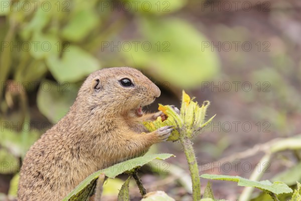 A European ground squirrel (Spermophilus citellus) or European souslik stands in an agricultural field and eats from the blossoms