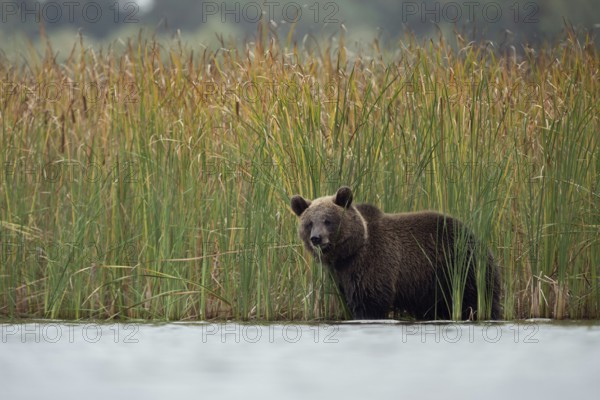 European brown bear (Ursus arctos) standing in shallow water of a lake, body of water, eating from reeds, native wildlife, nature, Europe Brown Bear (Ursus arctos), young cub, adolescent, standing in shallow water between autumnal coloured reed, feeding on grass, looks cute, Europe