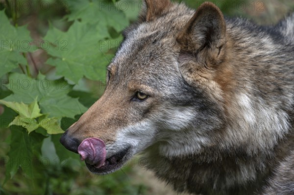 Portrait of wolf (Lupus), wildlife park, Bavaria, Germany