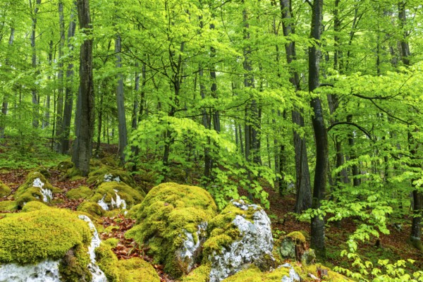 Beech (Fagus), beech family (Fagaceae), forest, fresh green, limestone, rock, Leibertingen, Upper Danube nature park Park, Baden-Württemberg, Germany