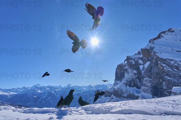 Alpine choughs (Pyrrhocorax graculus), birds flying over a wintry mountain landscape under bright sunshine with clear skies, Gemmi Pass, Leukerbad, Leuk, Valais, Switzerland