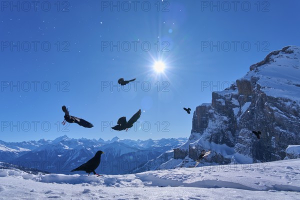 Alpine choughs (Pyrrhocorax graculus), birds over snow-covered mountains under a clear blue sky with sun, Gemmi Pass, Leukerbad, Leuk, Valais, Switzerland