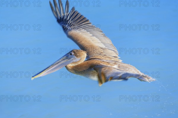 Brown pelican (Pelecanus occidentalis) in flight, Key West, Florida, USA