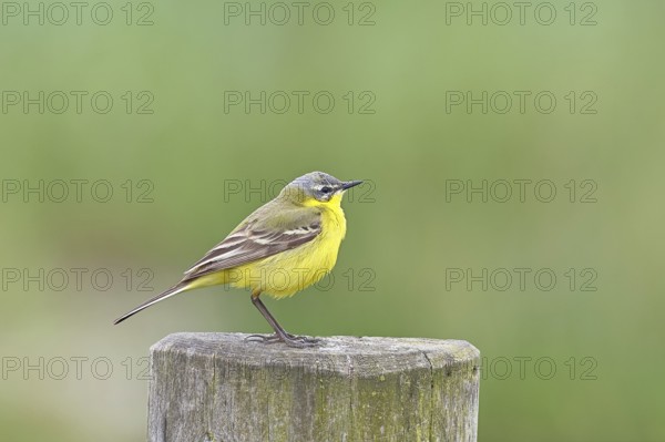 Yellow wagtail (Motacilla flava), on a pasture fence post, Dümmer, Lake Dümmer, Ochsenmoor, Hüde, Lower Saxony