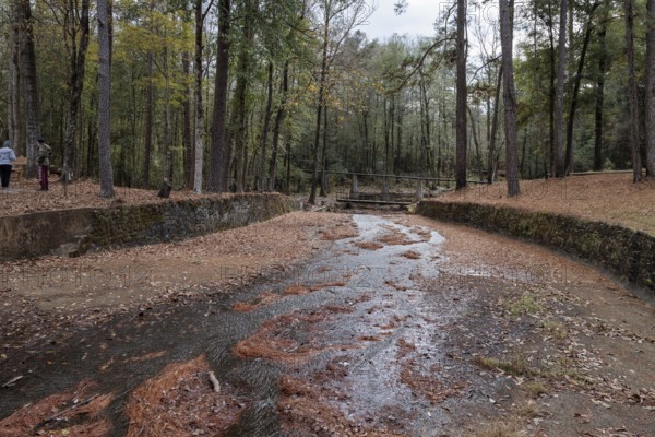 Spillway from Ivy Lake into a stream covered with fallen leaves and pine needles at Clarko State Park near Quitman, Mississippi, USA