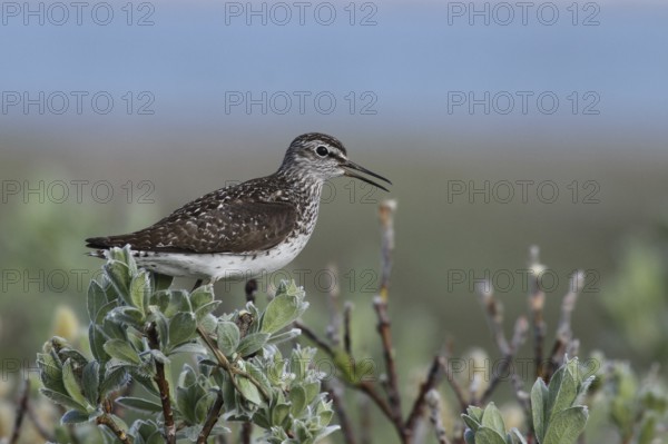 Wood Sandpiper (Tringa glareola), Varanger, Norway