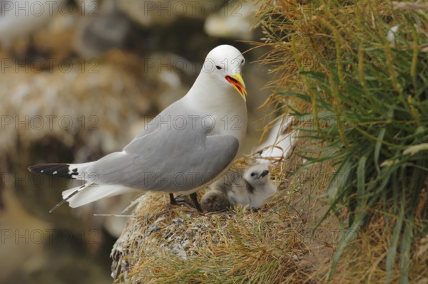 Black-legged Kittiwake (Rissa tridactyla), Farne Islands, United Kingdom
