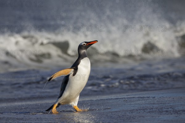 Gentoo Penguin (Pygoscelis papua) emerging from the surf, Sea Lion Island, Falkland Islands