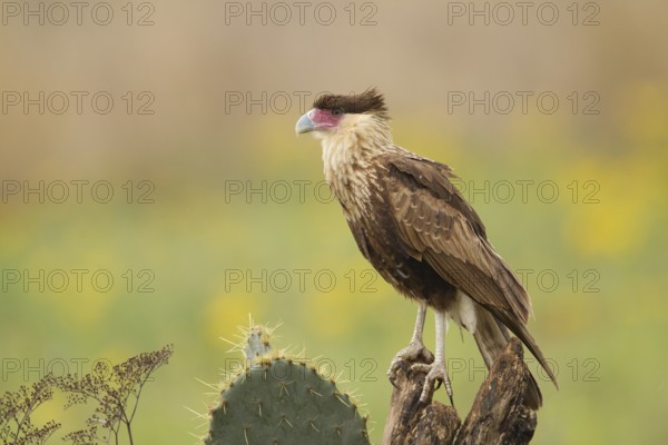 Northern Crested Caracara (Caracara cheriway) juvenile, Texas, USA