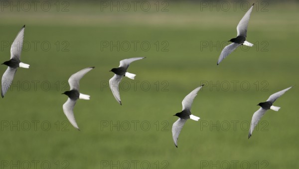 White-winged Tern (Chlidonias leucopterus) flock flying, Brandenburg, Germany