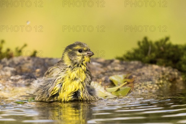 European Serin (Serinus serinus) bathing at a waterhole, Madrid, Spain