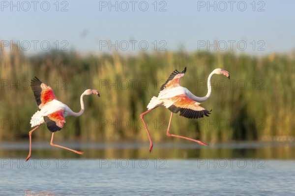 Greater Flamingo (Phoenicopterus roseus) pair approaching, Camargue, France