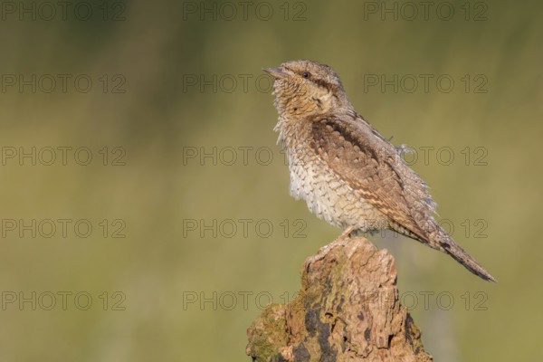 Eurasian Wryneck (Jynx torquilla) perched on a stump, Poland