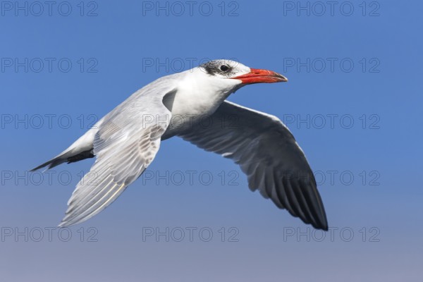 Caspian Tern (Hydroprogne caspia) flying, Eilat, Israel