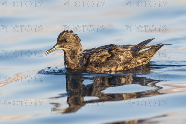 Sooty Shearwater (Ardenna grisea), Eilat, Israel
