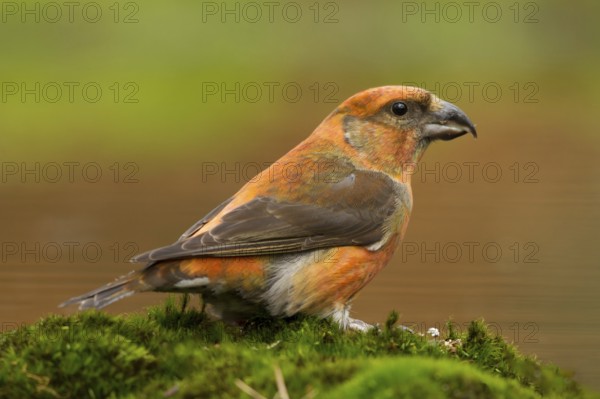 Kruisbek, Red Crossbill, Loxia curvirostra