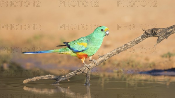 Mulga Parrot (Psephotellus varius) male perched on a branch at a waterhole, Queensland, Australia