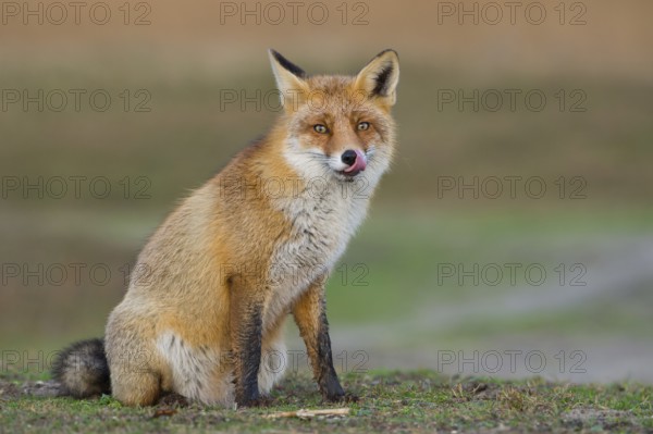 Red Fox (Vulpes vulpes) adult sitting on farm road, Netherlands