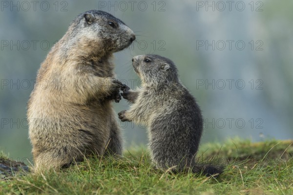 Alpine Marmot (Marmota marmota) adult with young, High Tauern National Park, Carinthia, Austria