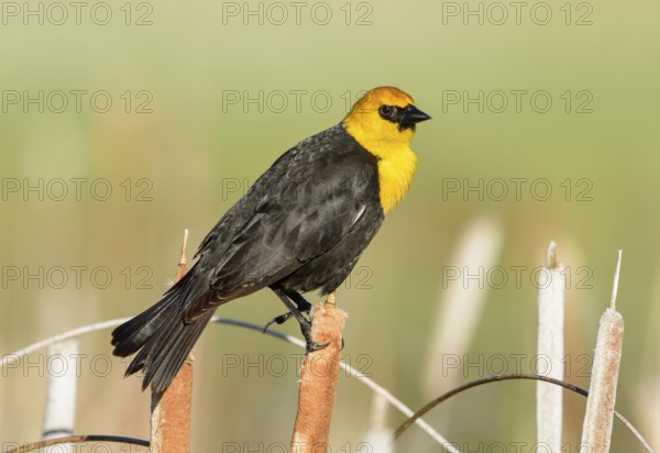 Yellow-headed Blackbird (Xanthocephalus xanthocephalus) male, British Columbia, Canada