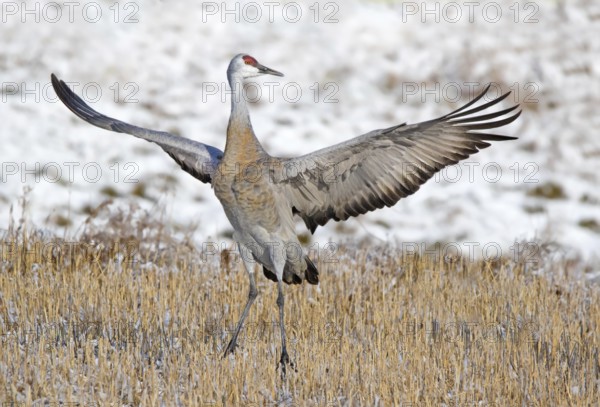 A Sandhill Crane, Grus canadensis, displaying in a field, near Saskatoon Saskatchewan