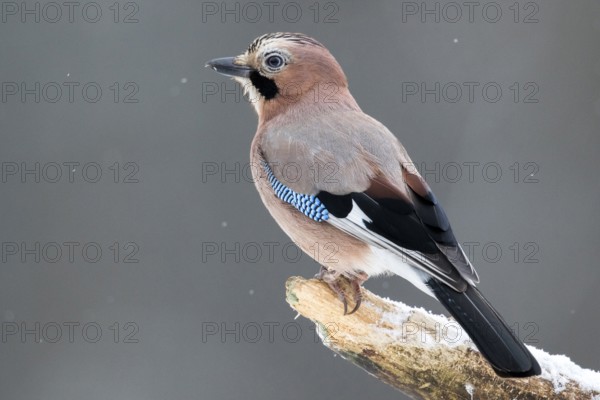 Eurasian Jay (Garrulus glandarius) perched on a branch, Bialowieca National Park, Poland