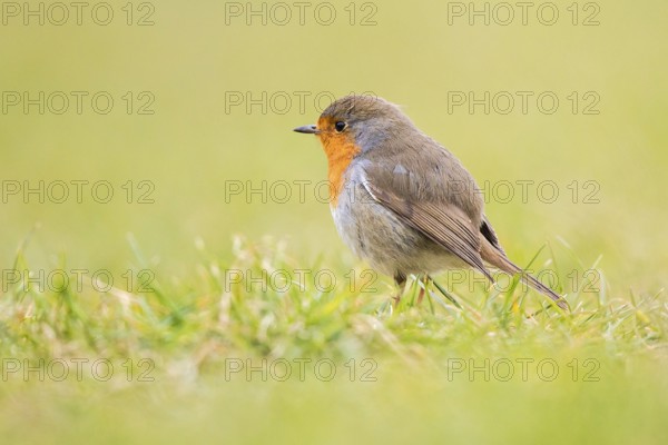European Robin (Erithacus rubecula), Baden-Wuerttemberg, Germany