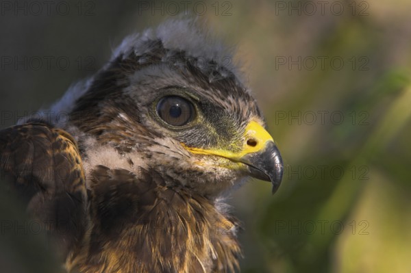 Common Buzzard (Buteo buteo) juvenile
