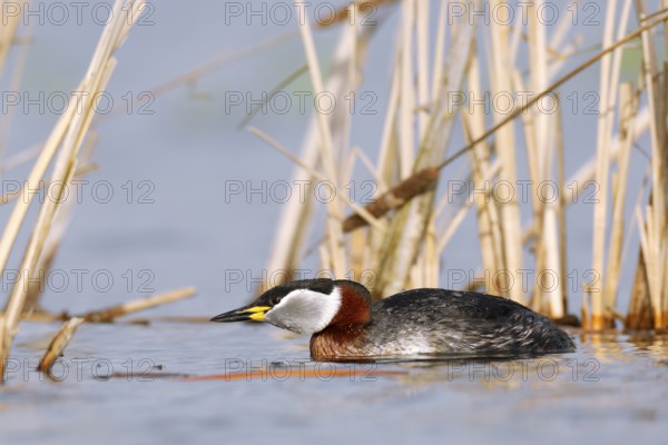 Red-necked Grebe (Podiceps grisegena), Mecklenburg-Western Pomerania, Germany