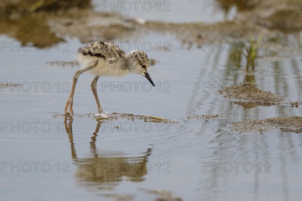 Black-winged Stilt (Himantopus himantopus) chick foraging, Spain