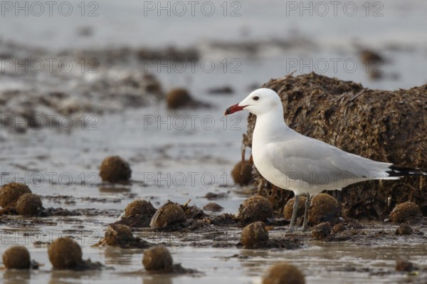 Audouin's Gull (Ichthyaetus audouinii), Mallorca, Spain