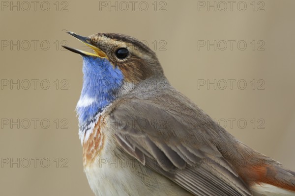 Bluethroat (Luscinia svecica cyanecula) male singing, Netherlands