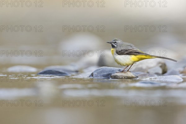 Grey Wagtail - Gebirgsstelze - Motacilla cinerea ssp. cinerea, Germany