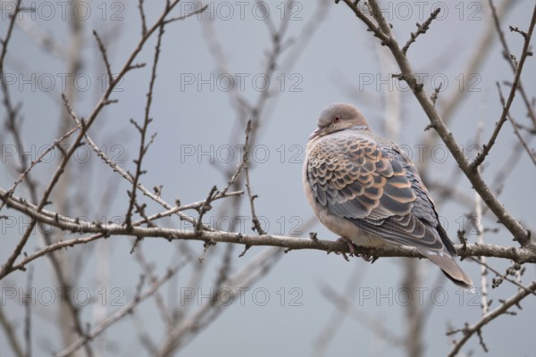 Oriental Turtle Dove (Streptopelia orientalis meena) perched on a branch, Trashigang, Bhutan