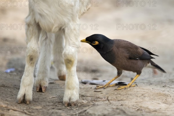 Common Myna (Acridotheres tristis) looking on a goat for ticks, Kaziranga National Park, India